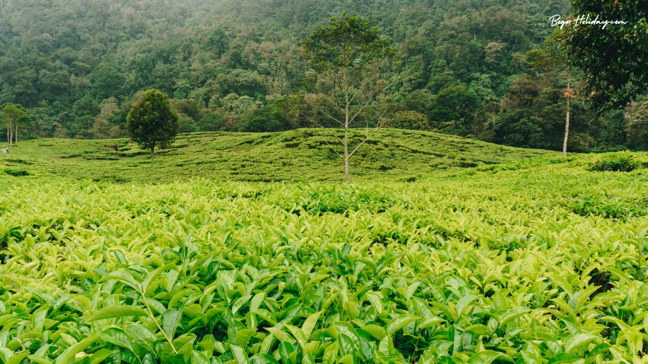 Discovering the Best Tea Plantations to Visit in Bogor