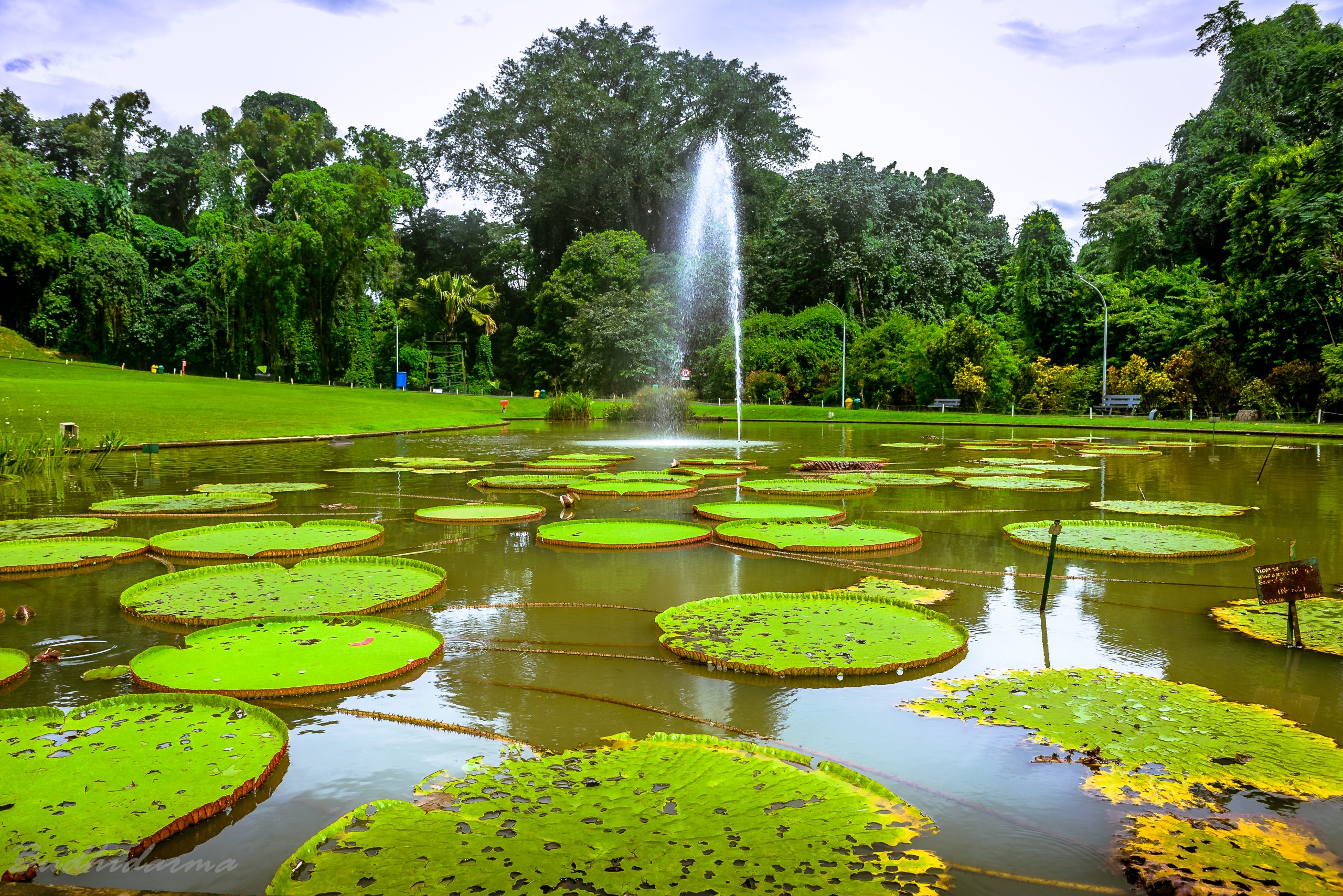 Bogor Botanical Garden (Kebun Raya Bogor): Nature, History & Travel Tips